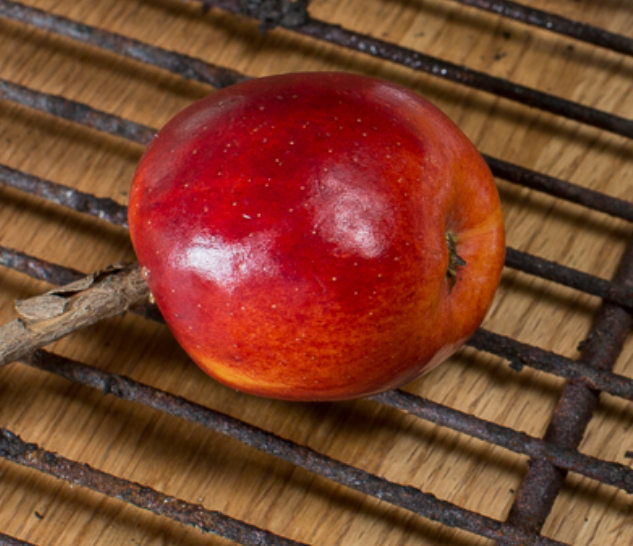 Grillen im Klettergarten: 9 Rezepte und 3 KLettergärten fürs Grillen